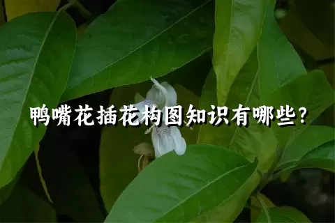 鸭嘴花插花构图知识有哪些？