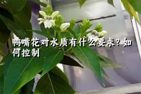 鸭嘴花对水质有什么要求？如何控制