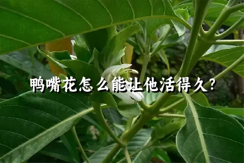 鸭嘴花怎么能让他活得久？