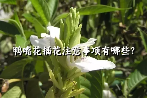 鸭嘴花插花注意事项有哪些？