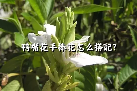 鸭嘴花手捧花怎么搭配？