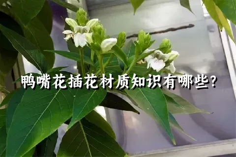 鸭嘴花插花材质知识有哪些？