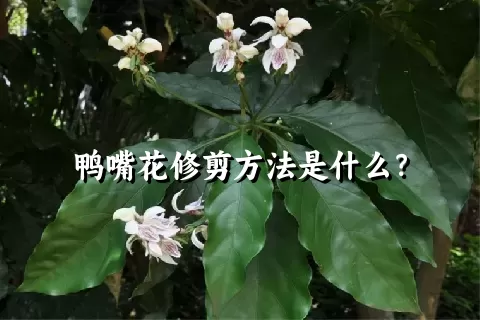 鸭嘴花修剪方法是什么？