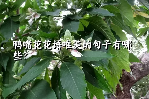 鸭嘴花花语唯美的句子有哪些？