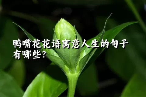 鸭嘴花花语寓意人生的句子有哪些？