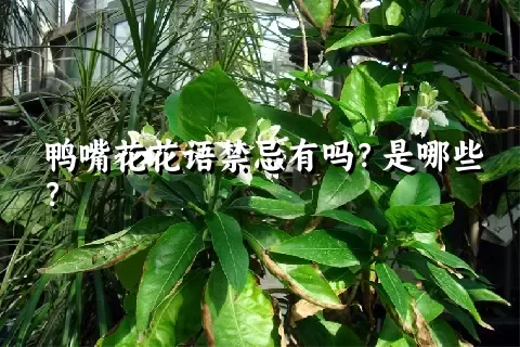 鸭嘴花花语禁忌有吗？是哪些？