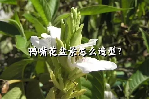 鸭嘴花盆景怎么造型？