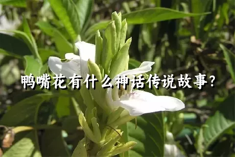 鸭嘴花有什么神话传说故事？