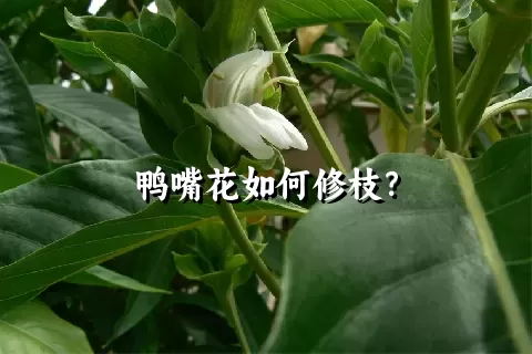 鸭嘴花如何修枝？