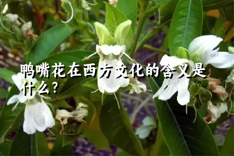 鸭嘴花在西方文化的含义是什么？