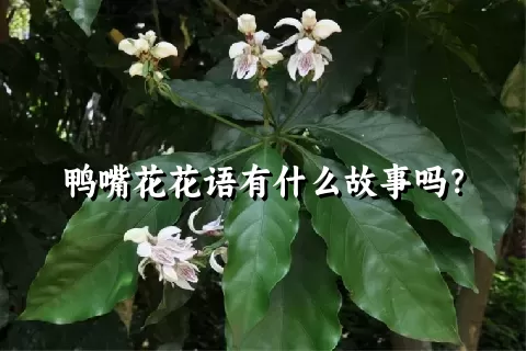 鸭嘴花花语有什么故事吗？