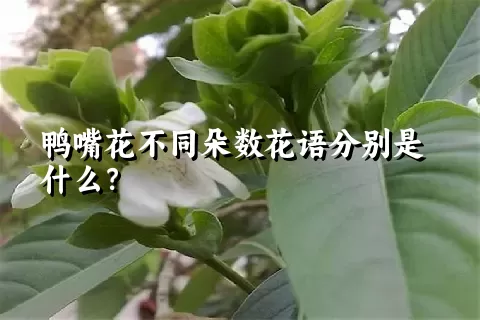 鸭嘴花不同朵数花语分别是什么？