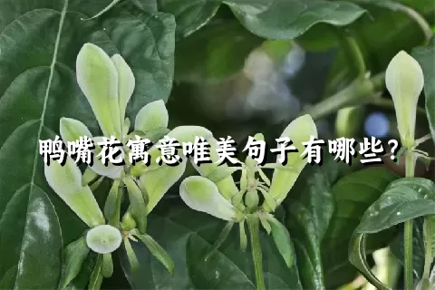 鸭嘴花寓意唯美句子有哪些？