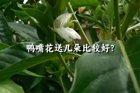 鸭嘴花送几朵比较好？