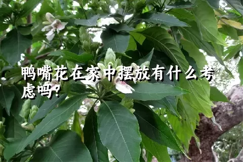 鸭嘴花在家中摆放有什么考虑吗？