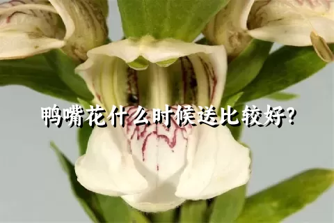 鸭嘴花什么时候送比较好？