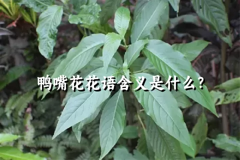 鸭嘴花花语含义是什么？