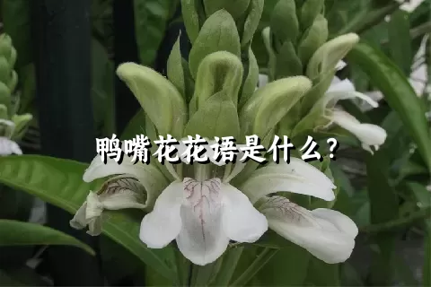 鸭嘴花花语是什么？