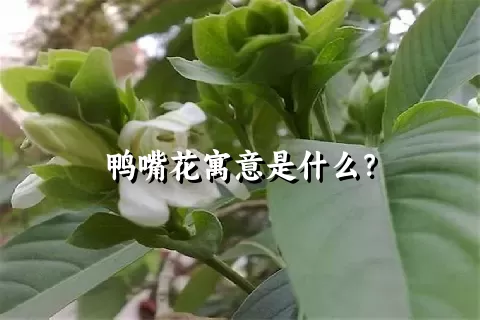 鸭嘴花寓意是什么？