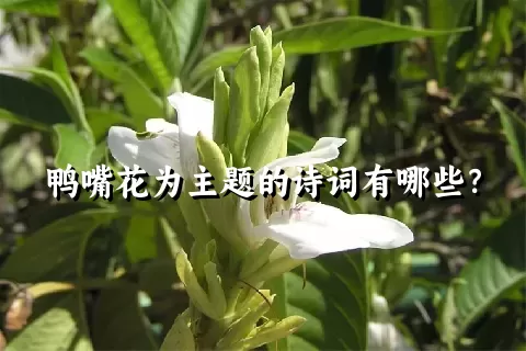 鸭嘴花为主题的诗词有哪些？