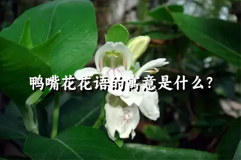 鸭嘴花花语的寓意是什么？