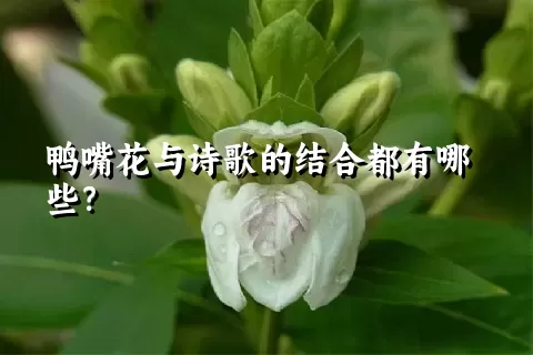 鸭嘴花与诗歌的结合都有哪些？