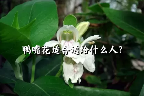 鸭嘴花适合送给什么人？