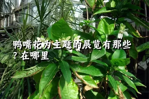 鸭嘴花为主题的展览有那些？在哪里