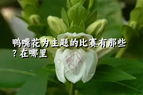 鸭嘴花为主题的比赛有那些？在哪里