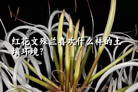 红花文殊兰喜欢什么样的土壤环境？