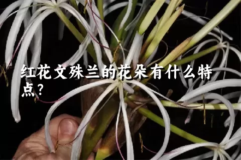 红花文殊兰的花朵有什么特点？