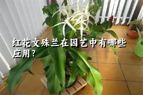 红花文殊兰在园艺中有哪些应用？