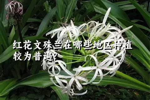 红花文殊兰在哪些地区种植较为普遍？