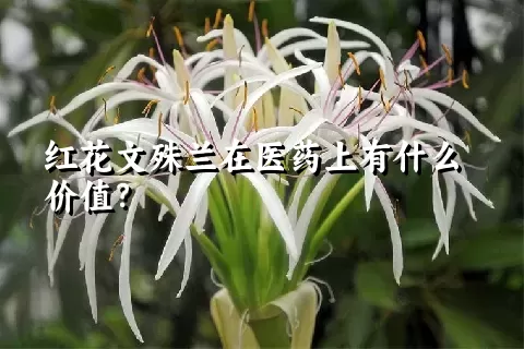 红花文殊兰在医药上有什么价值？