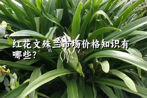 红花文殊兰市场价格知识有哪些？