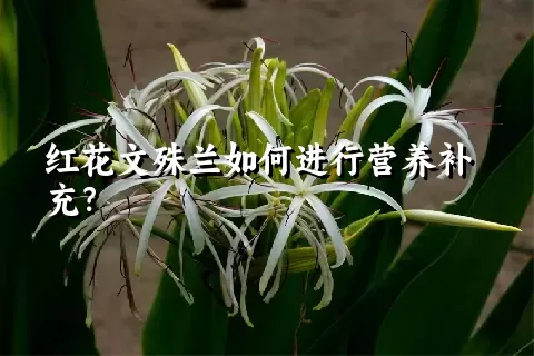 红花文殊兰如何进行营养补充？