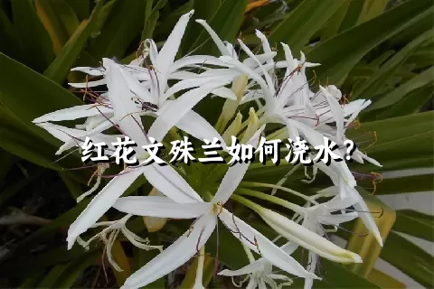 红花文殊兰如何浇水？