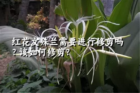 红花文殊兰需要进行修剪吗？该如何修剪？