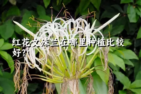 红花文殊兰在哪里种植比较好？