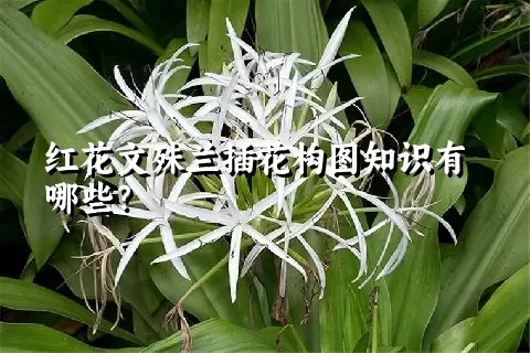 红花文殊兰插花构图知识有哪些？