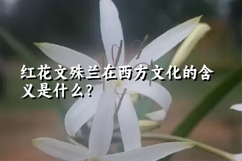 红花文殊兰在西方文化的含义是什么？