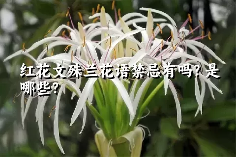 红花文殊兰花语禁忌有吗？是哪些？