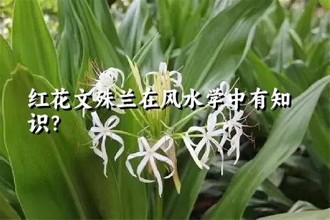 红花文殊兰在风水学中有知识？