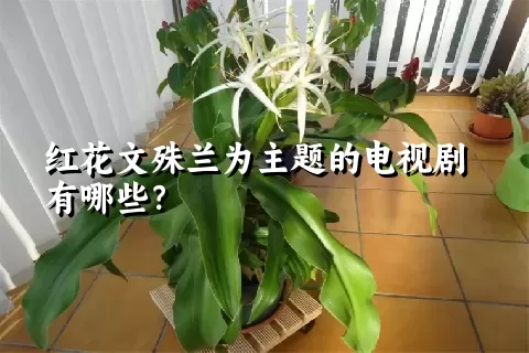 红花文殊兰为主题的电视剧有哪些？