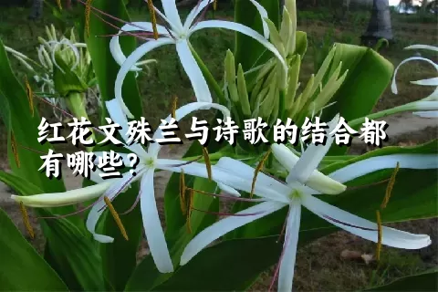 红花文殊兰与诗歌的结合都有哪些？