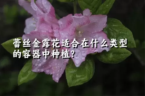 蕾丝金露花适合在什么类型的容器中种植？