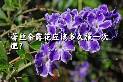 蕾丝金露花应该多久施一次肥？