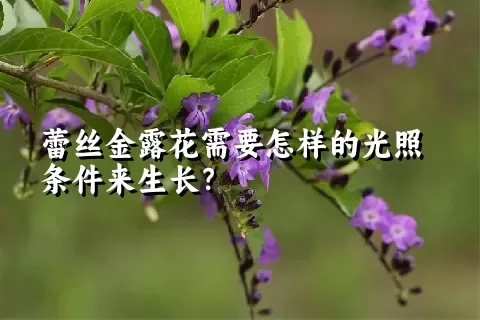 蕾丝金露花需要怎样的光照条件来生长？