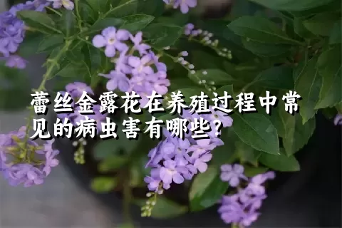 蕾丝金露花在养殖过程中常见的病虫害有哪些？