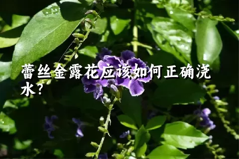 蕾丝金露花应该如何正确浇水？